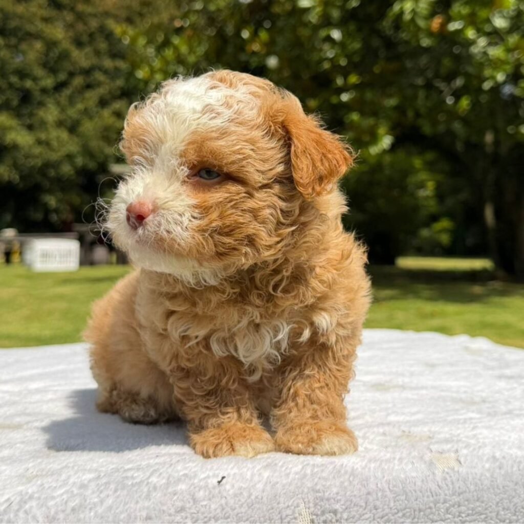 Cachorros Maltipoo Colombian Puppies Disponibles Entrega Inmediata 07