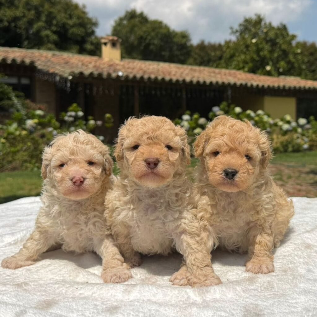 Cachorros Maltipoo Colombian Puppies Disponibles Entrega Inmediata 08