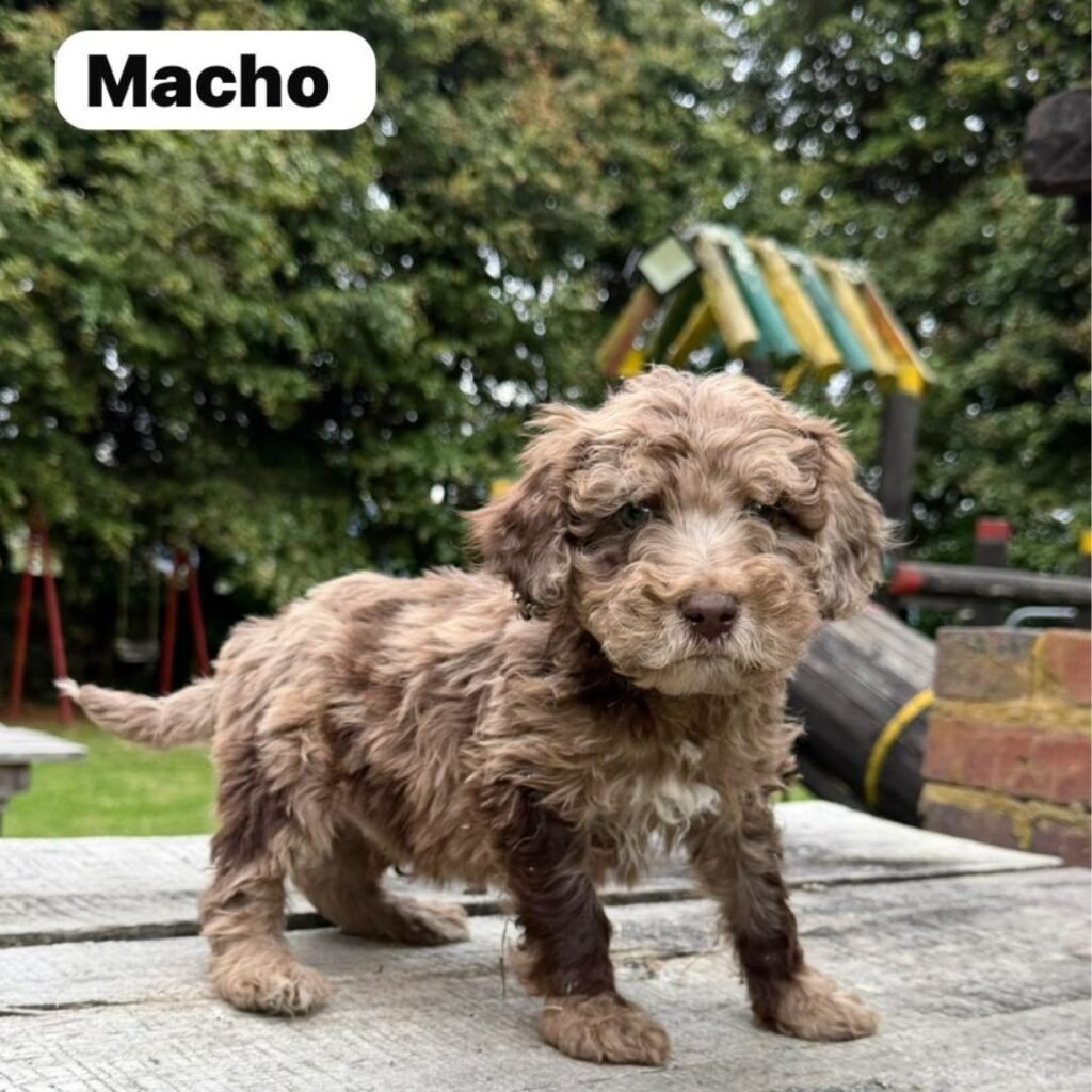 Goldendoodle Mini Exóticos Colombian Puppies 01 (10)