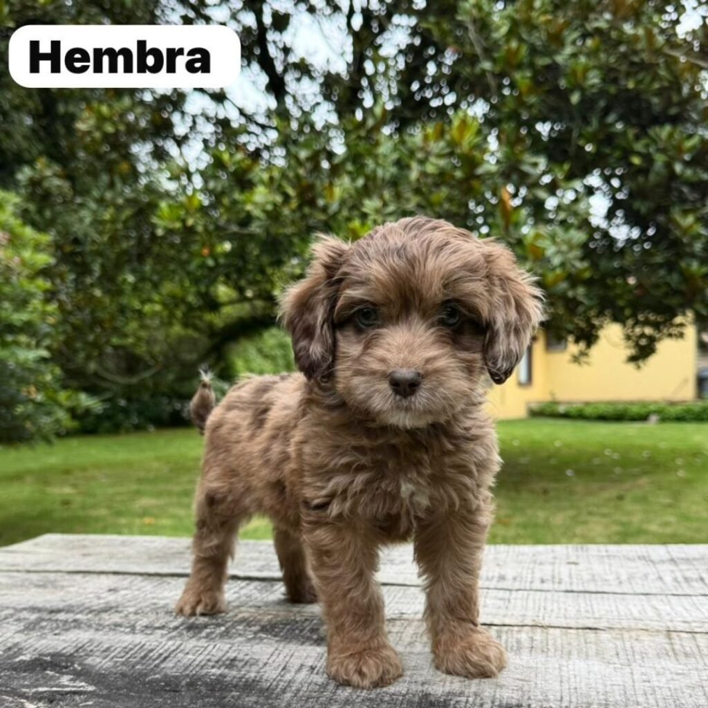 Goldendoodle Mini Exóticos Colombian Puppies 01