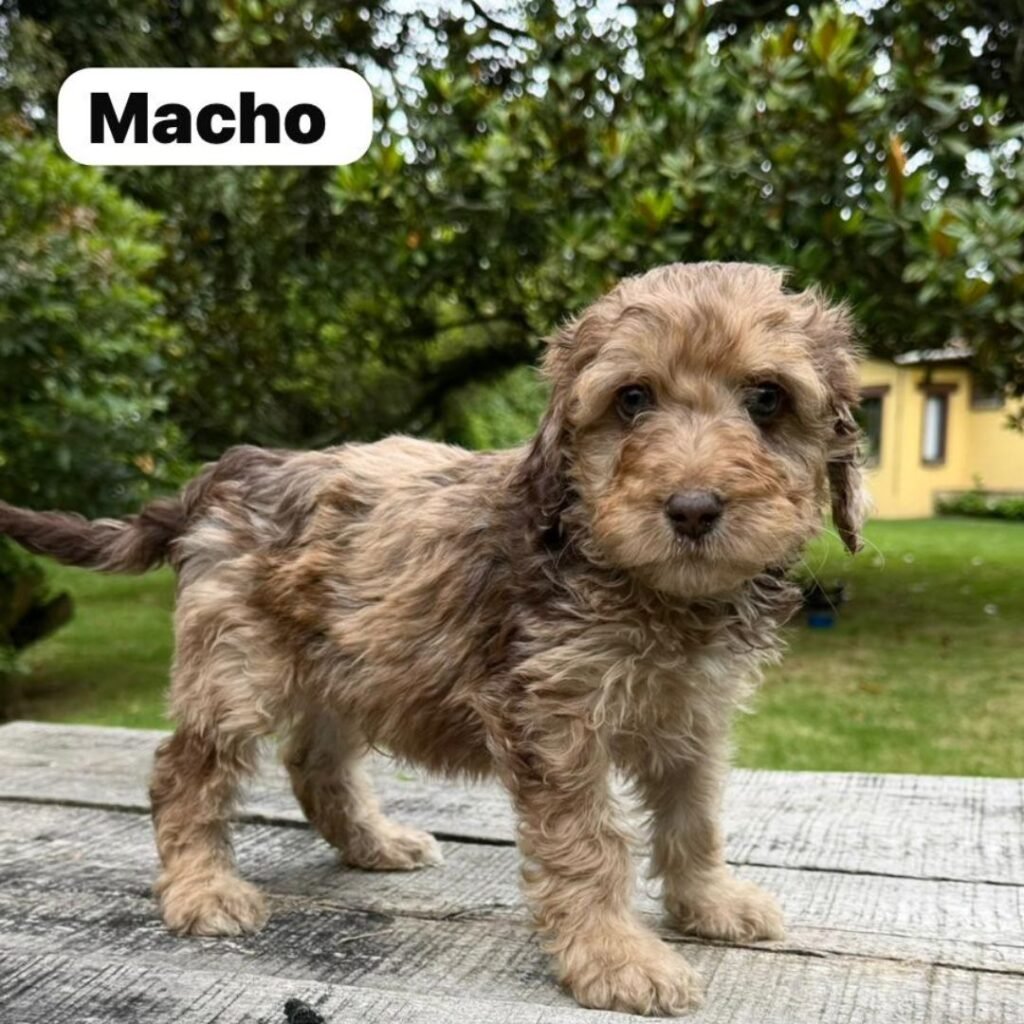 Goldendoodle Mini Exóticos Colombian Puppies 01 (11)