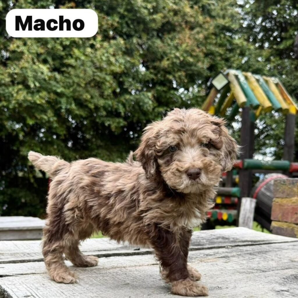 Goldendoodle Mini Exóticos Colombian Puppies 01 (12)