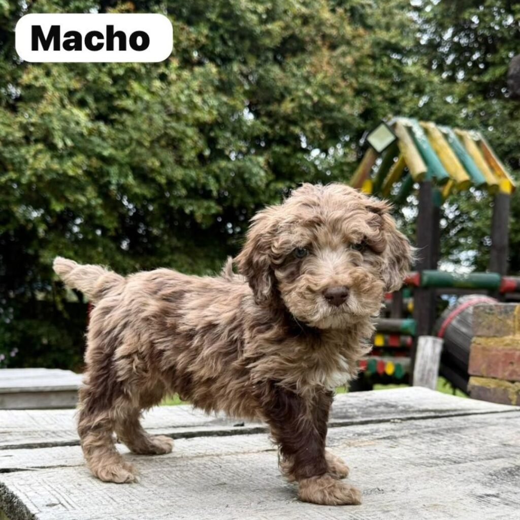 Goldendoodle Mini Exóticos Colombian Puppies 01 (13)