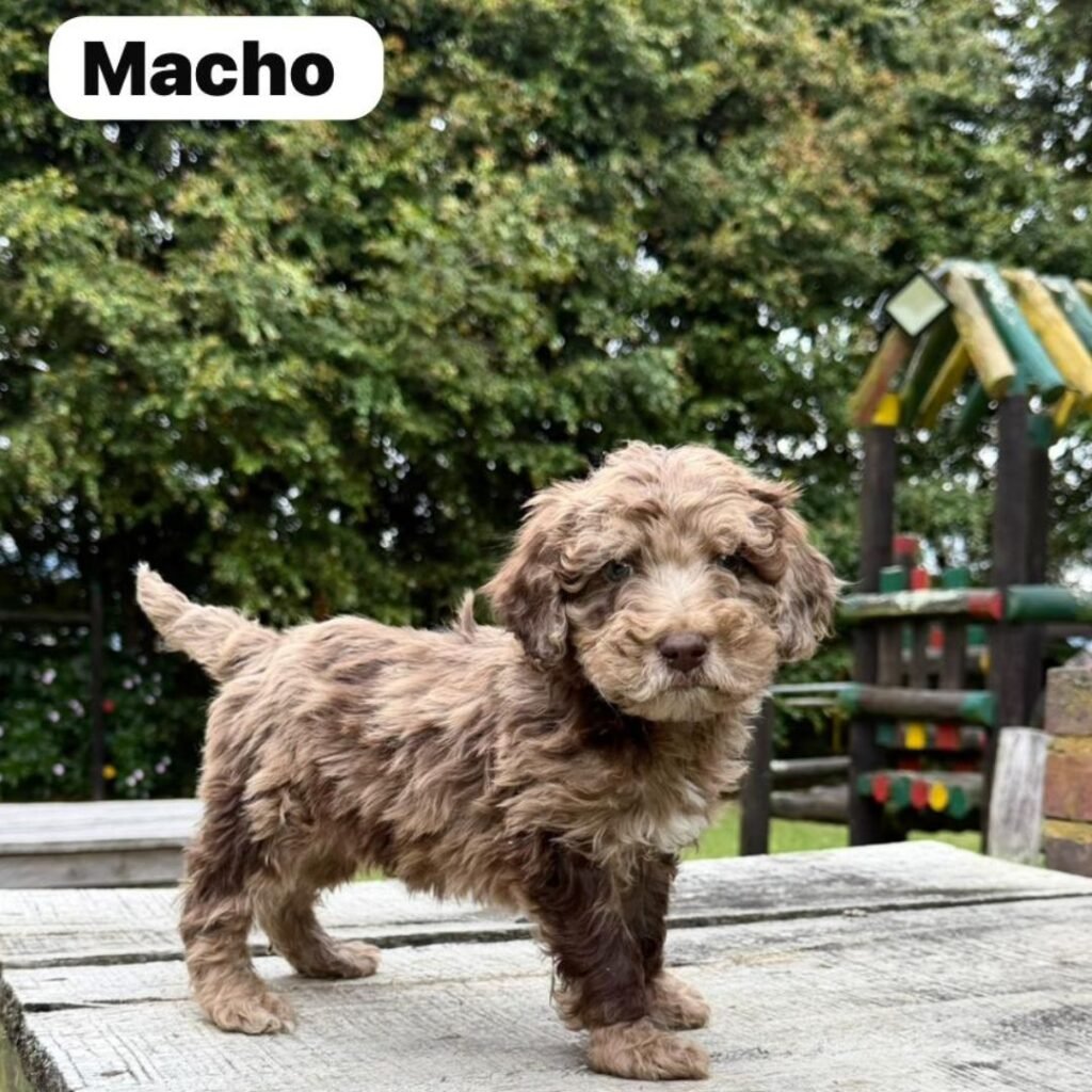 Goldendoodle Mini Exóticos Colombian Puppies 01 (14)