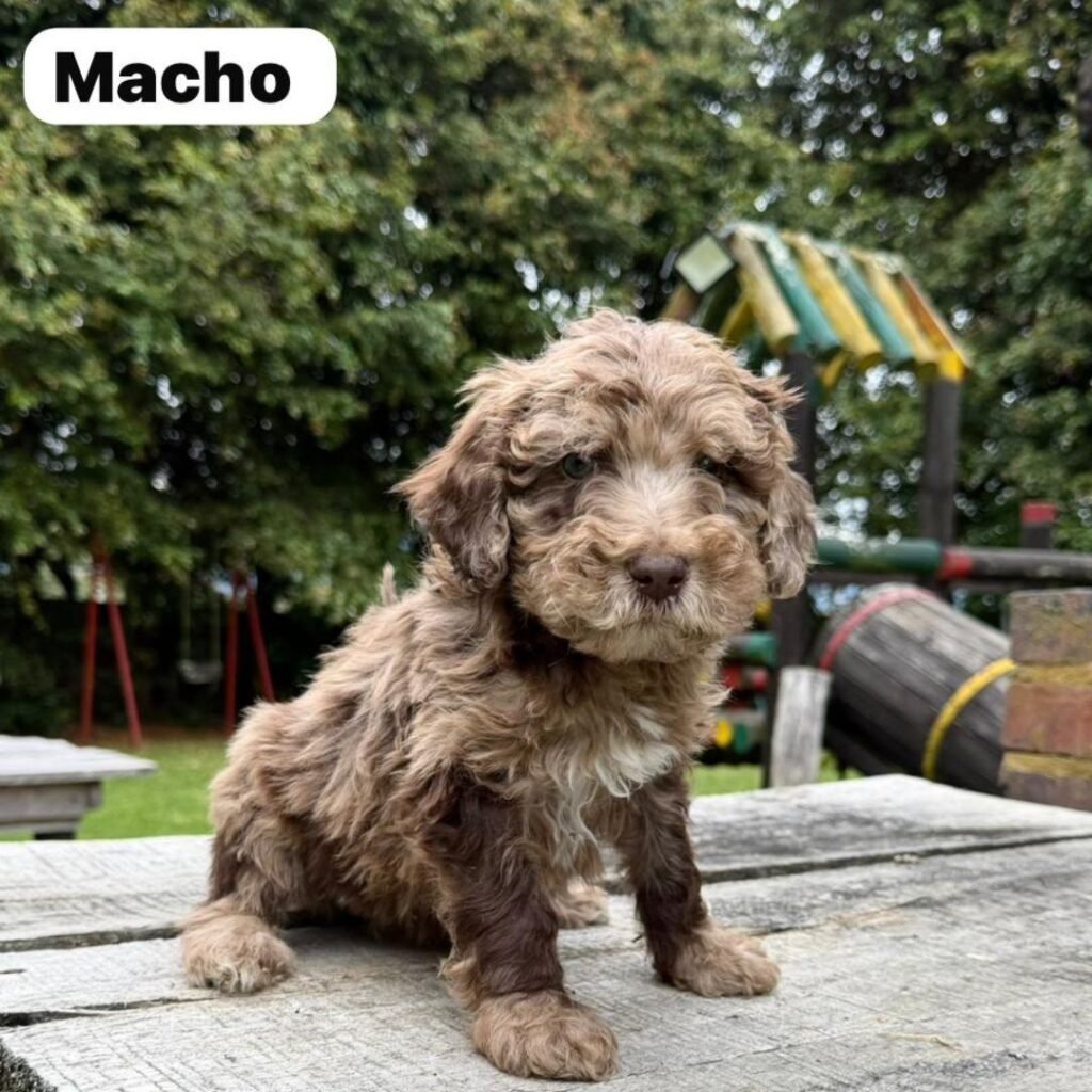 Goldendoodle Mini Exóticos Colombian Puppies 01 (15)