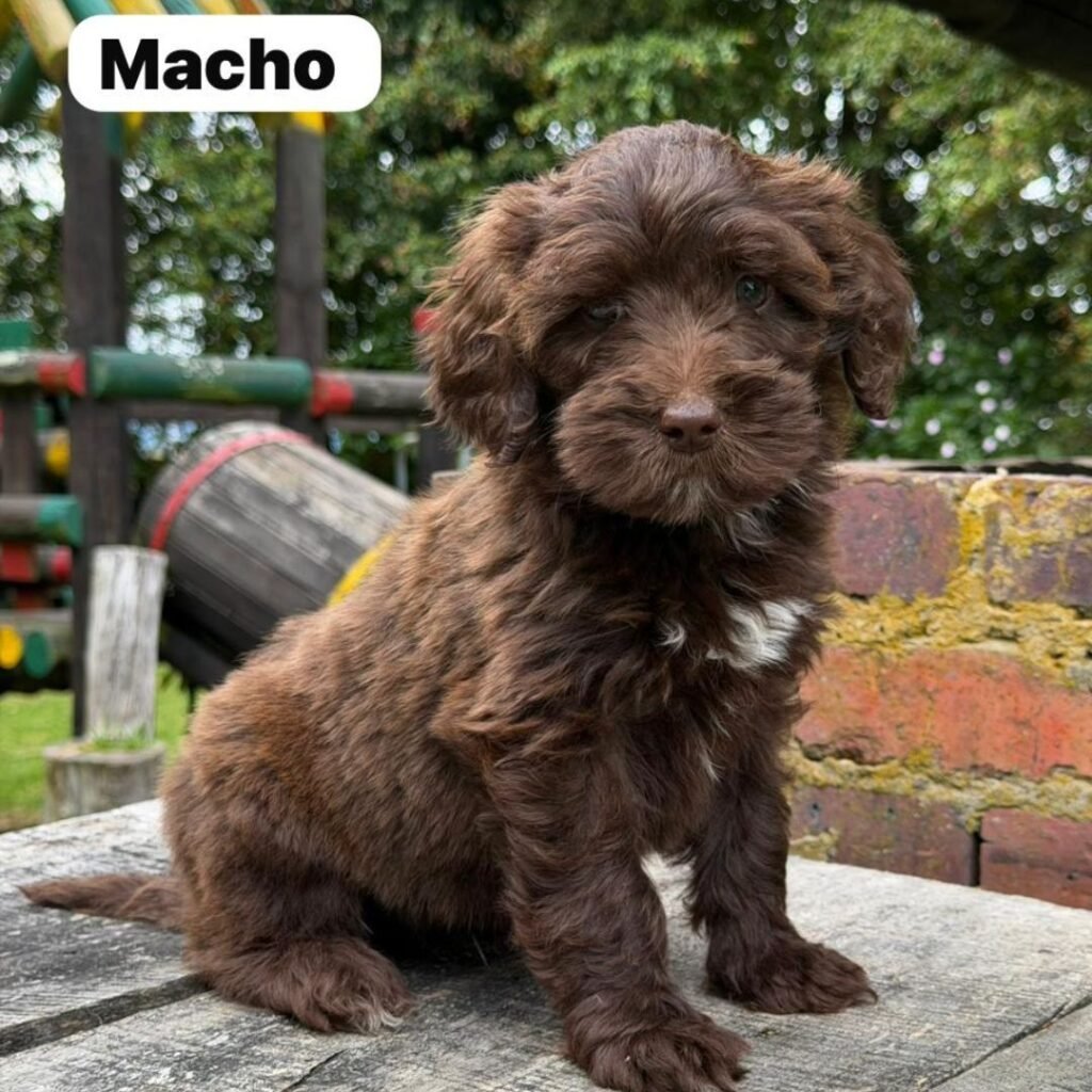 Goldendoodle Mini Exóticos Colombian Puppies 01 (16)