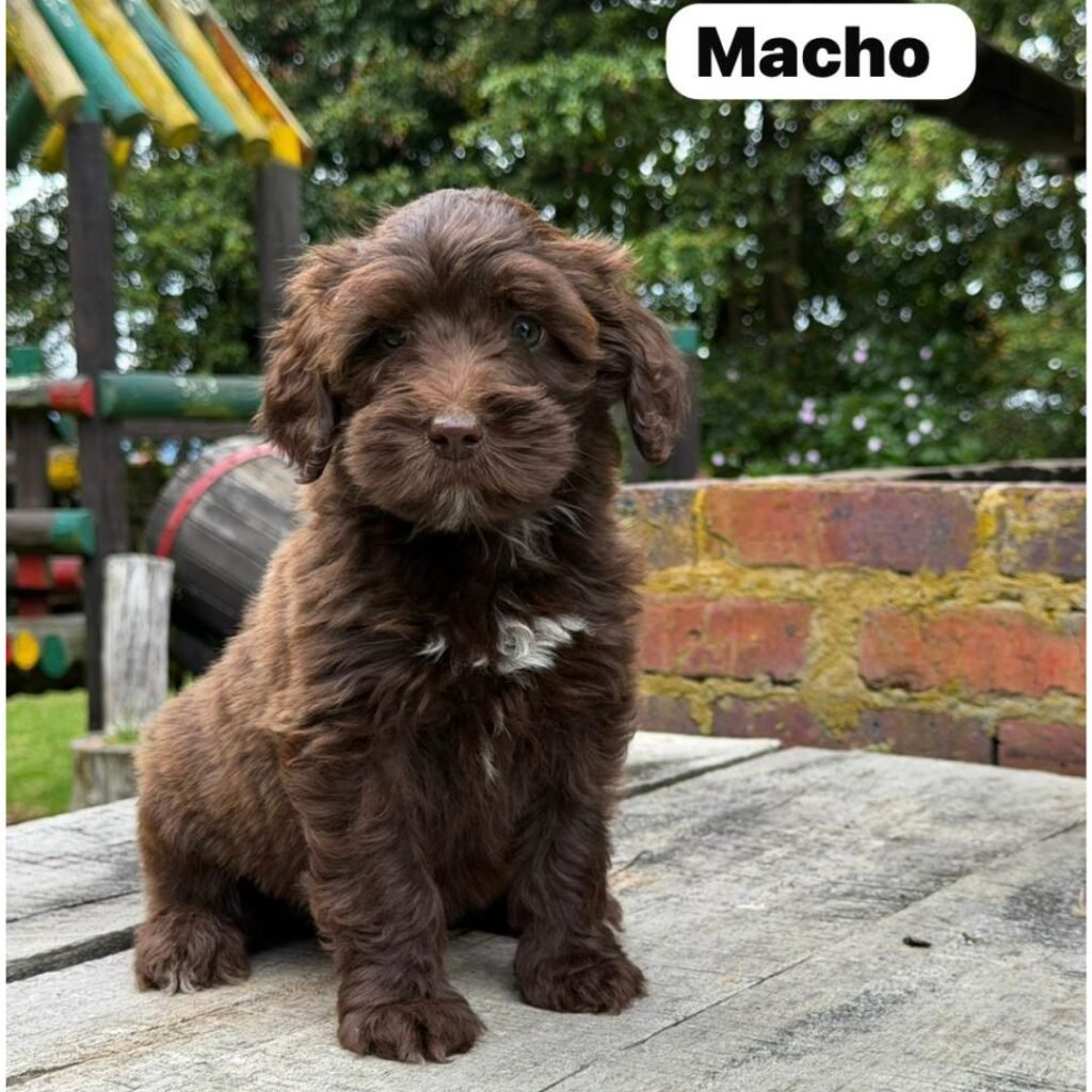 Goldendoodle Mini Exóticos Colombian Puppies 01 (17)