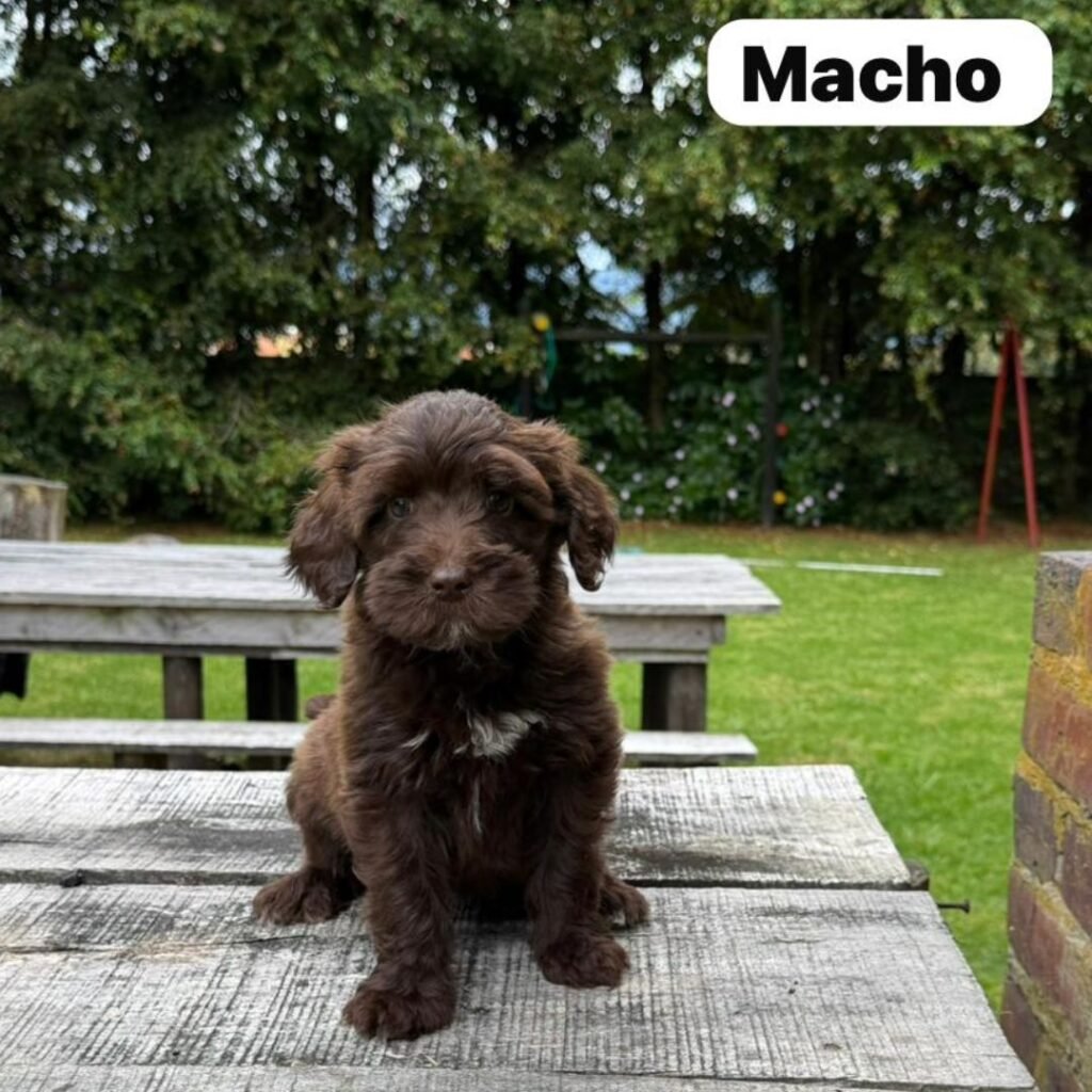 Goldendoodle Mini Exóticos Colombian Puppies 01 (18)