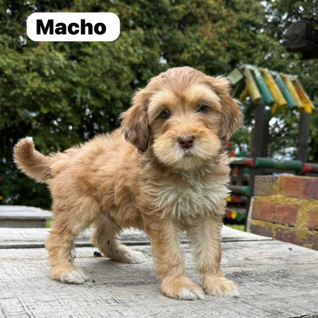 Goldendoodle Mini Exóticos Colombian Puppies 01 (19)
