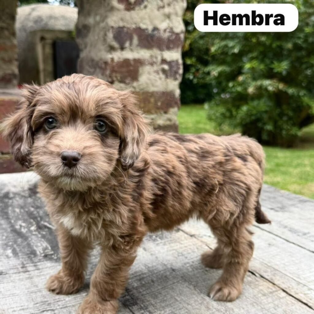Goldendoodle Mini Exóticos Colombian Puppies 01 (2)