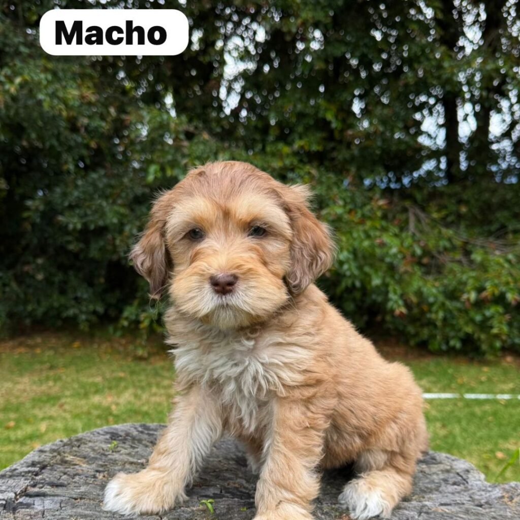 Goldendoodle Mini Exóticos Colombian Puppies 01 (20)