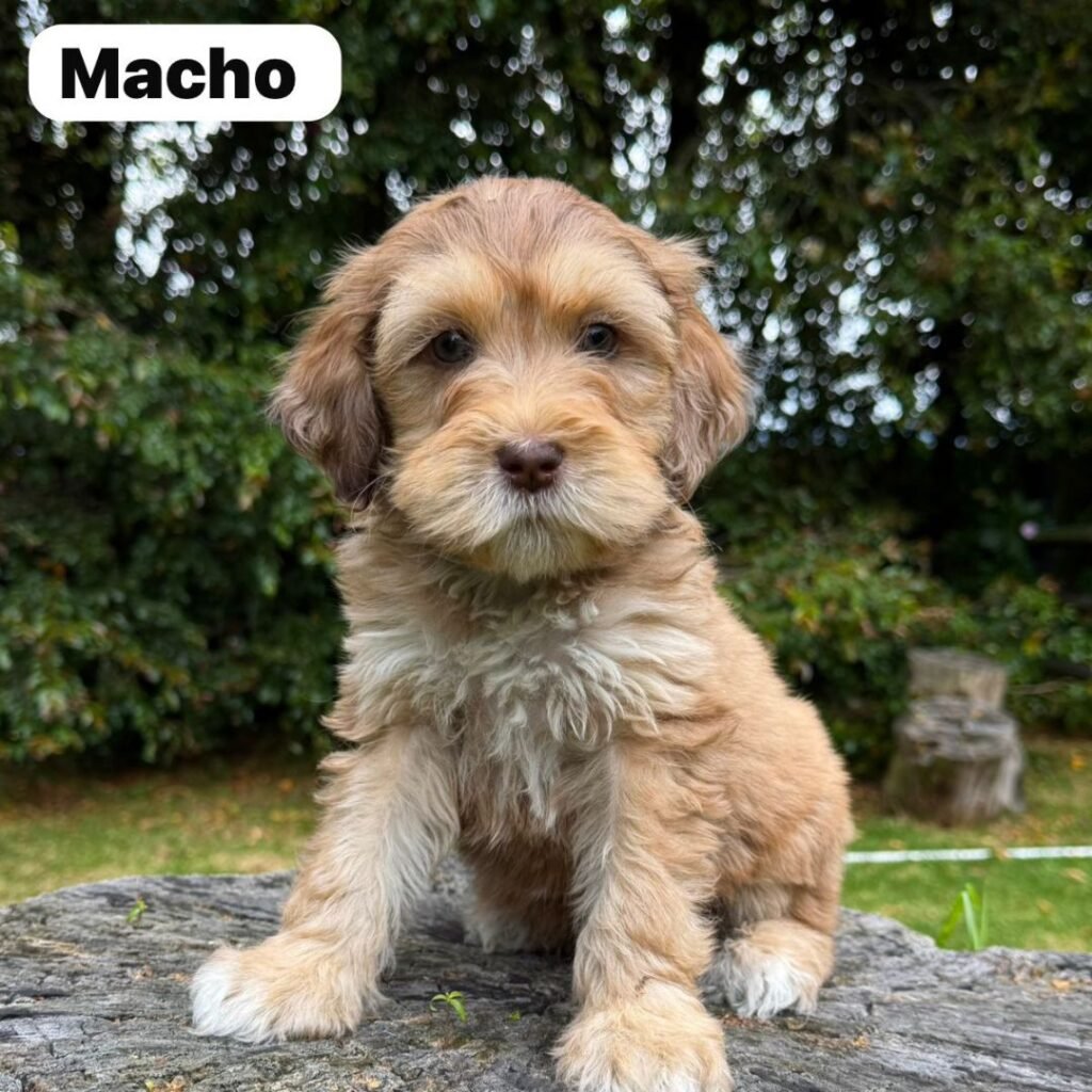 Goldendoodle Mini Exóticos Colombian Puppies 01 (21)