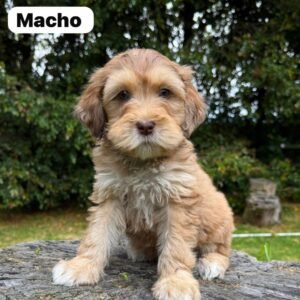 Goldendoodle Mini Exóticos Colombian Puppies 01 (21)