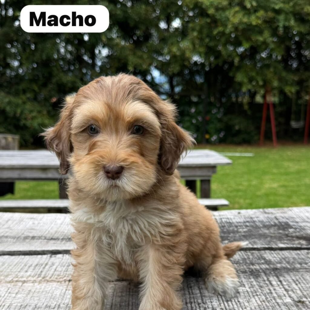 Goldendoodle Mini Exóticos Colombian Puppies 01 (22)