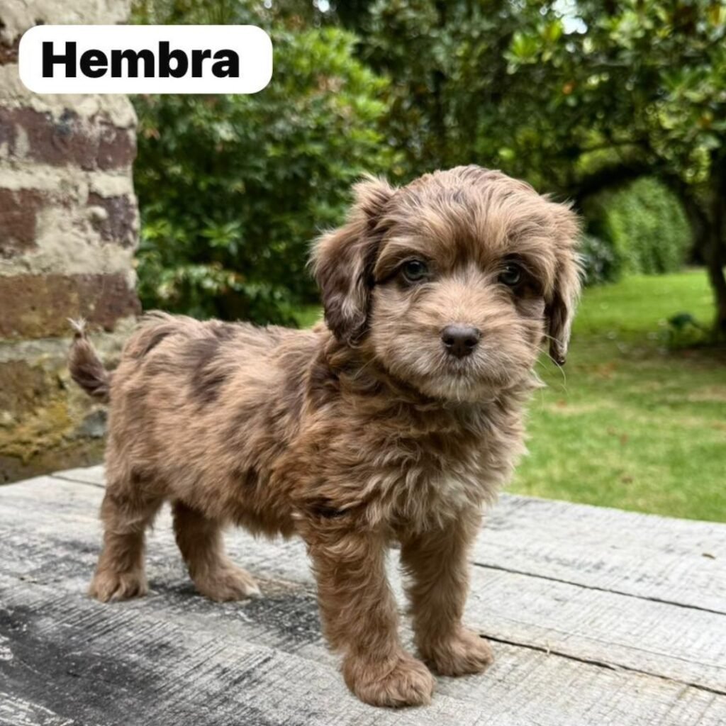 Goldendoodle Mini Exóticos Colombian Puppies 01 (3)