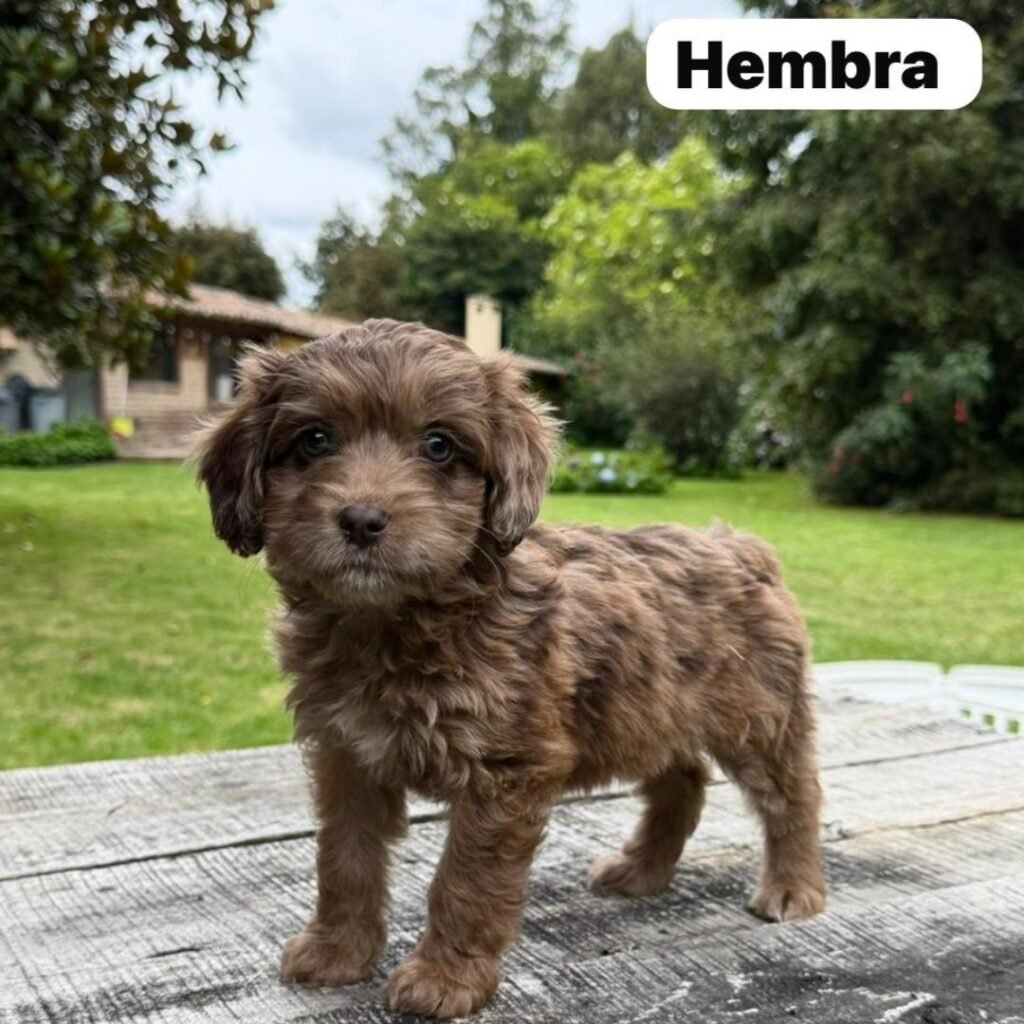 Goldendoodle Mini Exóticos Colombian Puppies 01 (4)