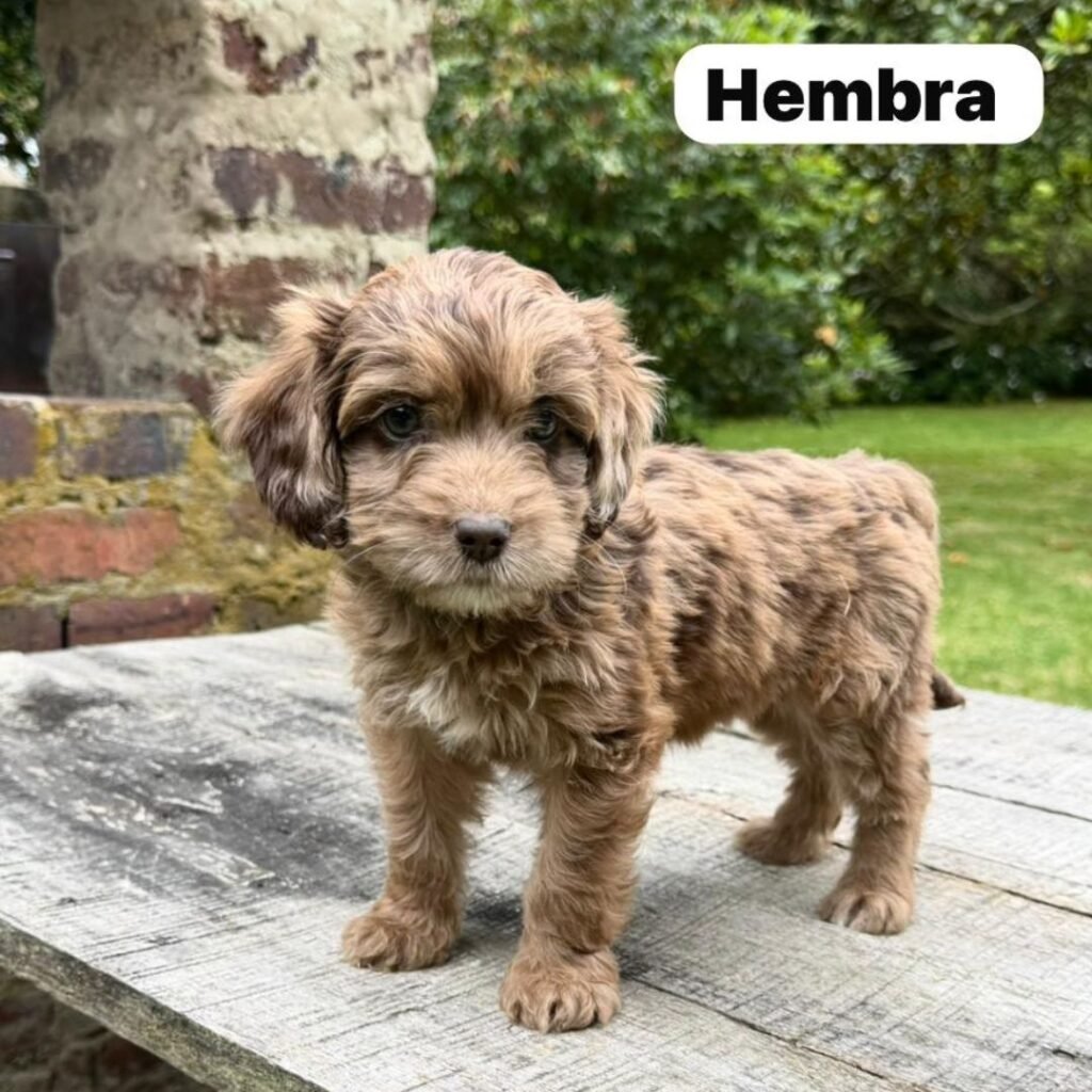 Goldendoodle Mini Exóticos Colombian Puppies 01 (5)