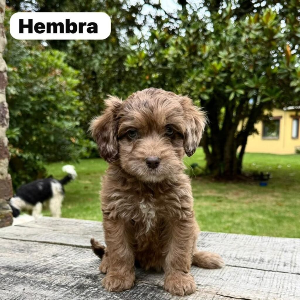 Goldendoodle Mini Exóticos Colombian Puppies 01 (6)