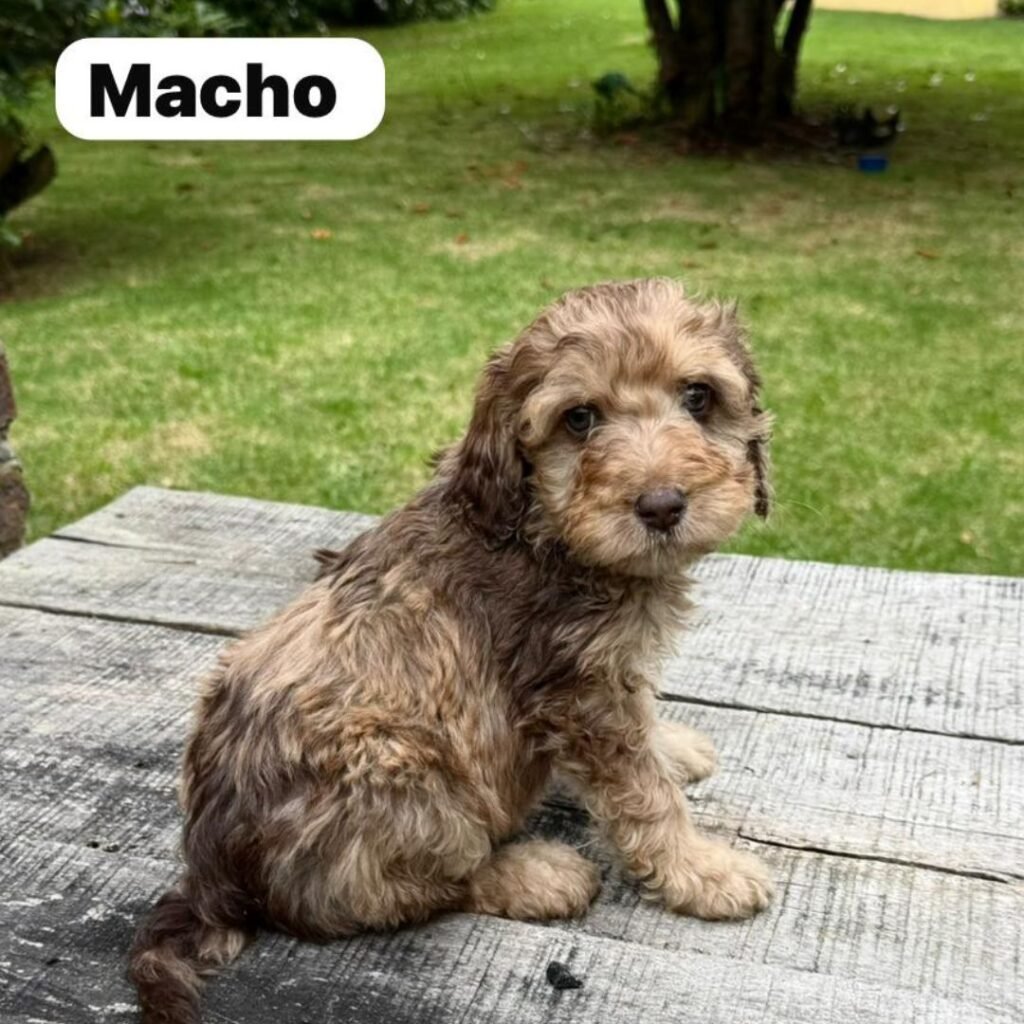 Goldendoodle Mini Exóticos Colombian Puppies 01 (7)