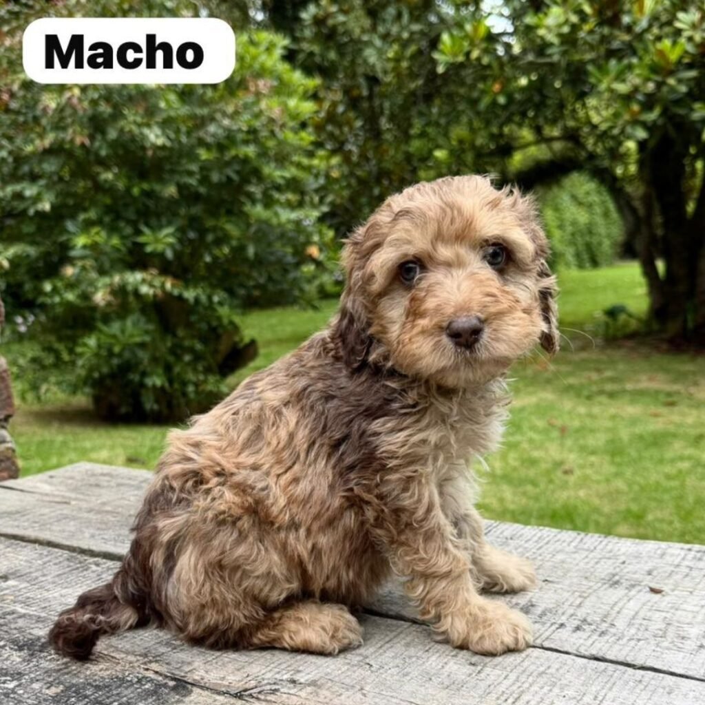 Goldendoodle Mini Exóticos Colombian Puppies 01 (8)