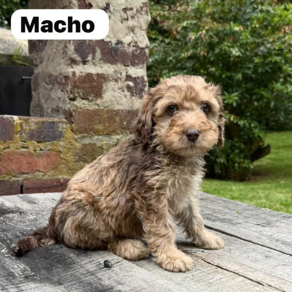 Goldendoodle Mini Exóticos Colombian Puppies 01 (9)