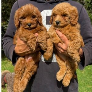 Goldendoodle Mini Red Colombian Puppies 01