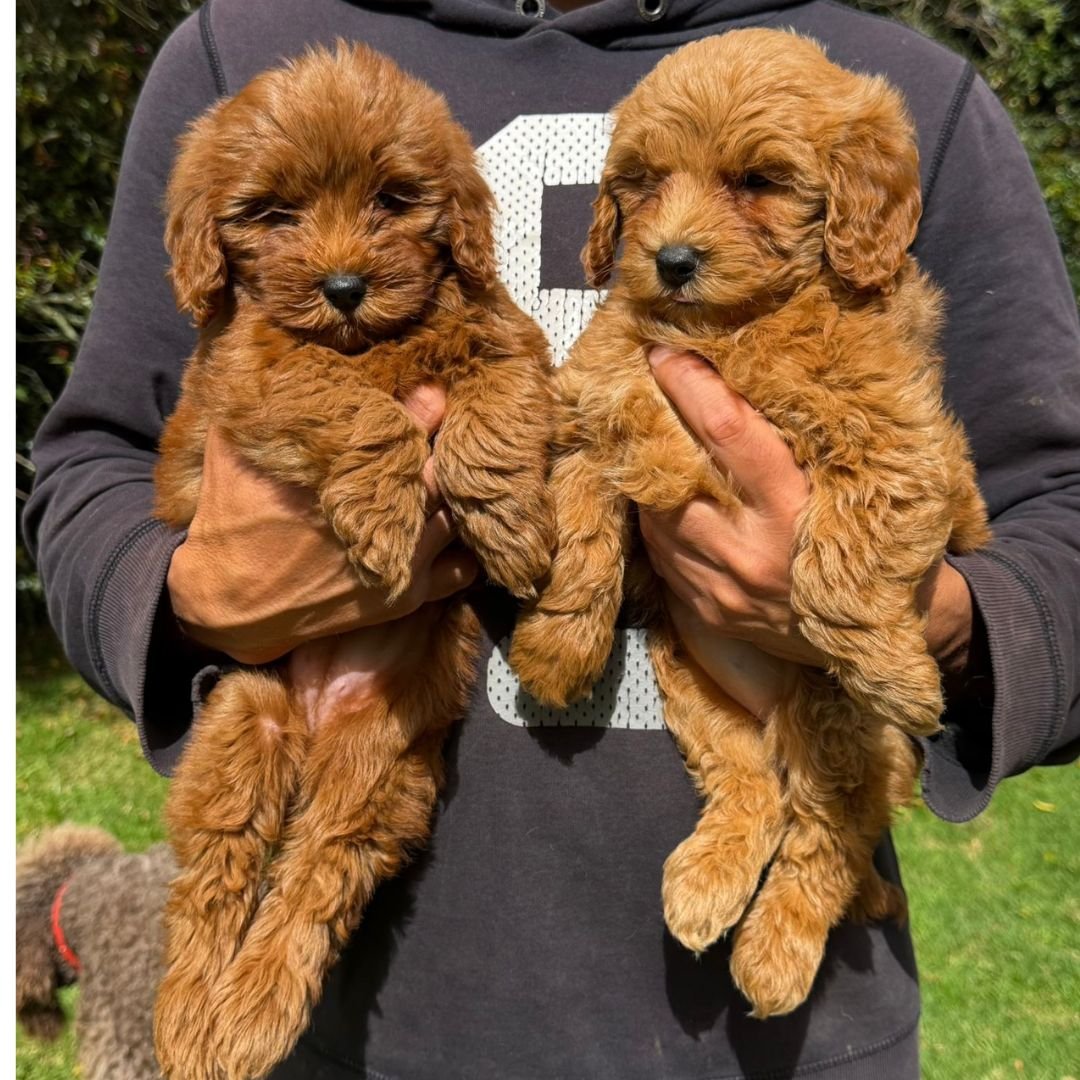Goldendoodle Mini Red Colombian Puppies 01