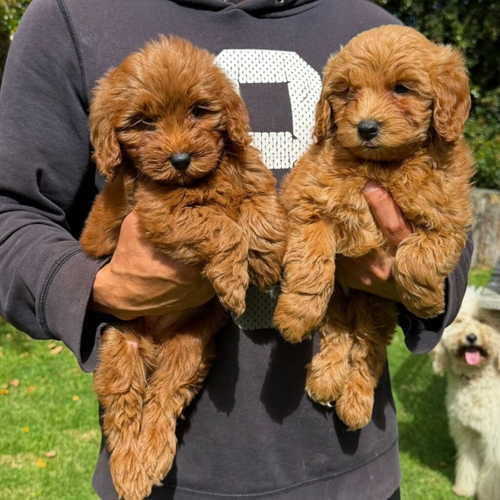 Goldendoodle Mini Red Colombian Puppies 02