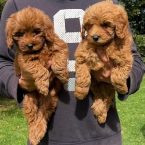 Goldendoodle Mini Red Colombian Puppies 04