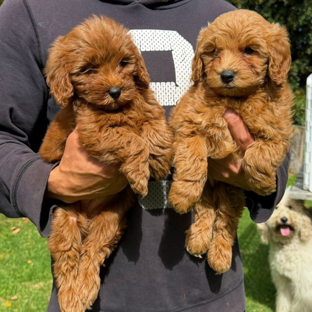 Goldendoodle Mini Red Colombian Puppies 05
