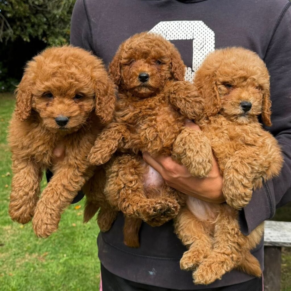 Goldendoodle Mini Red Colombian Puppies 06