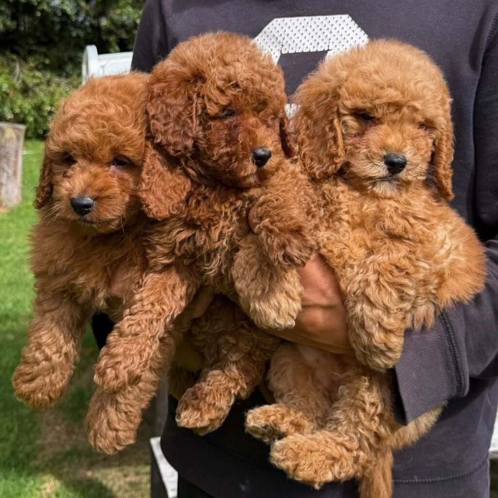 Goldendoodle Mini Red Colombian Puppies 07