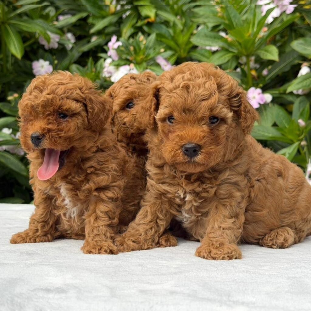 Cachorros Goldendoodle Red Machos y Hembras Colombian Puppies