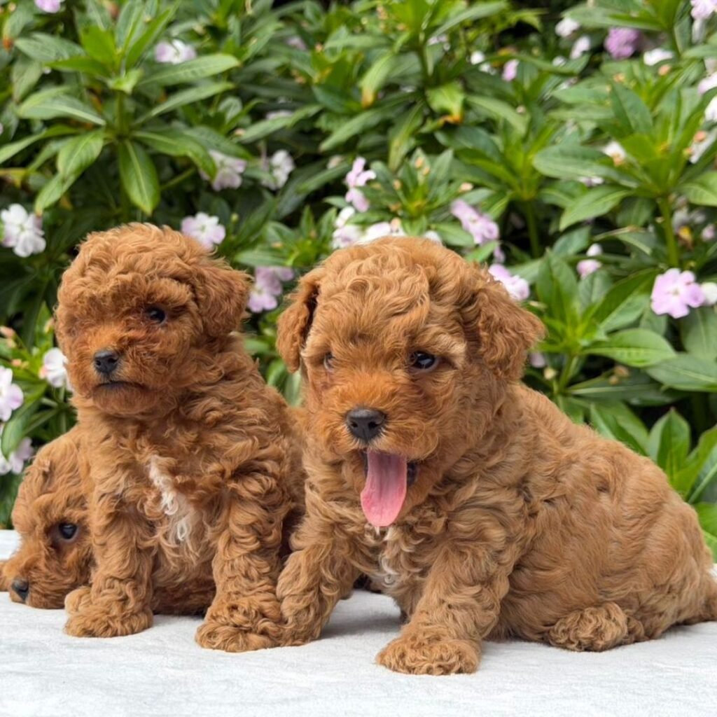 Cachorros Goldendoodle Red Machos y Hembras Colombian Puppies 2 cachorros