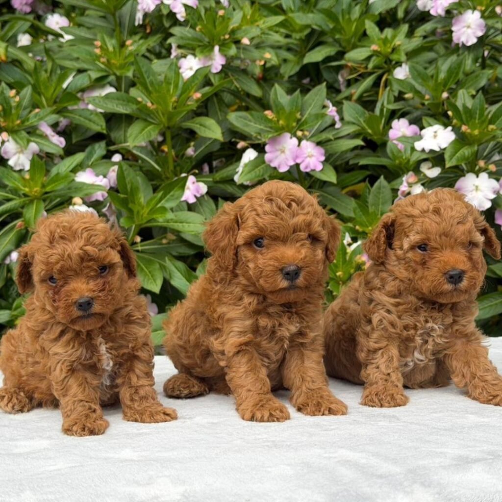 Cachorros Goldendoodle Red Machos y Hembras Colombian Puppies 3 cachorros