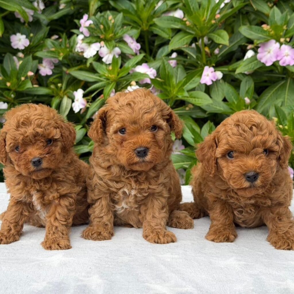 Cachorros Goldendoodle Red Machos y Hembras Colombian Puppies 3 cachorros de frente