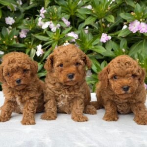 Cachorros Goldendoodle Red Machos y Hembras Colombian Puppies 3 cachorros de frente