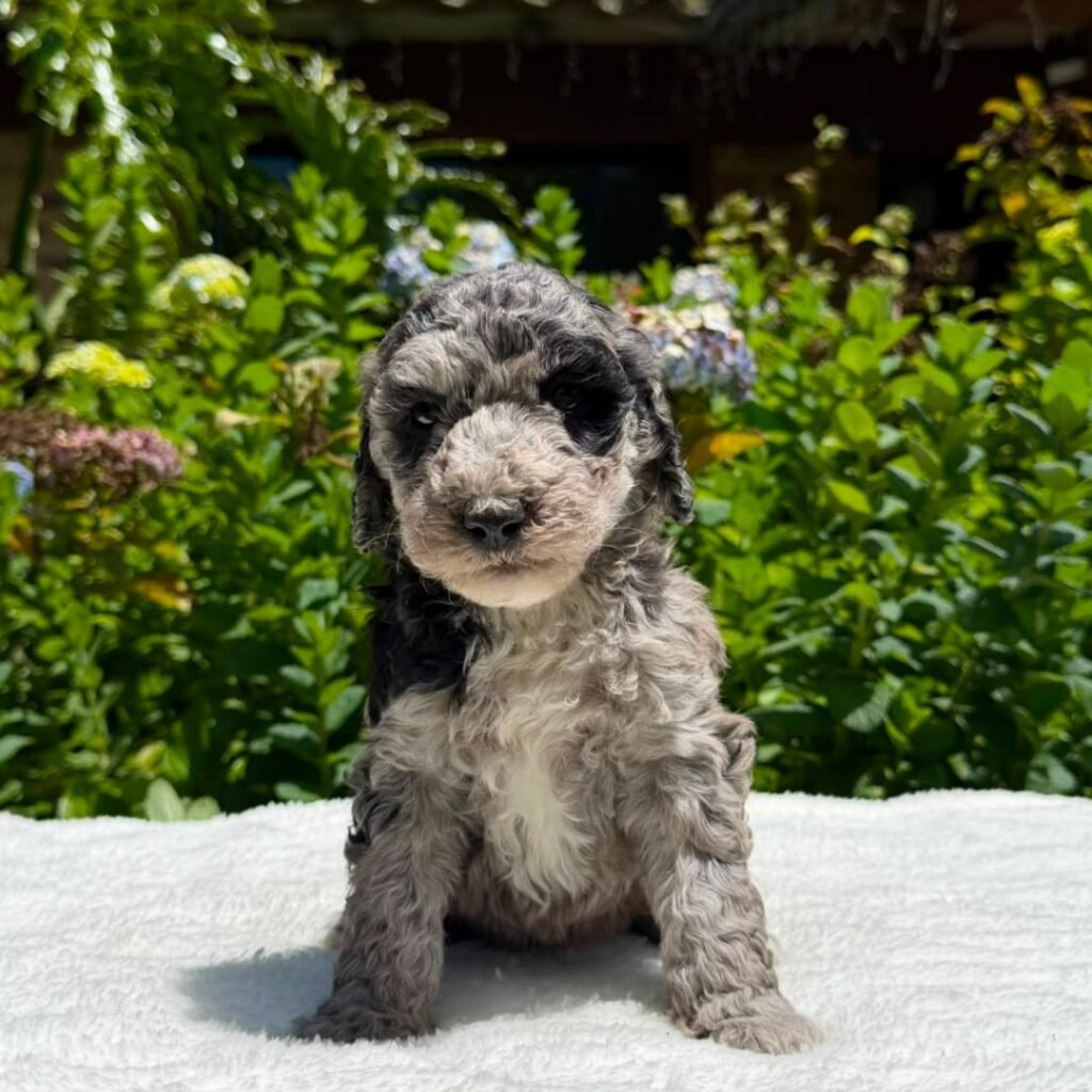 Cachorros Goldendoodle standart Colombian Puppies