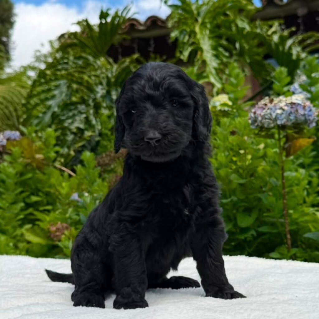 Cachorros Goldendoodle standart Colombian Puppies (15)