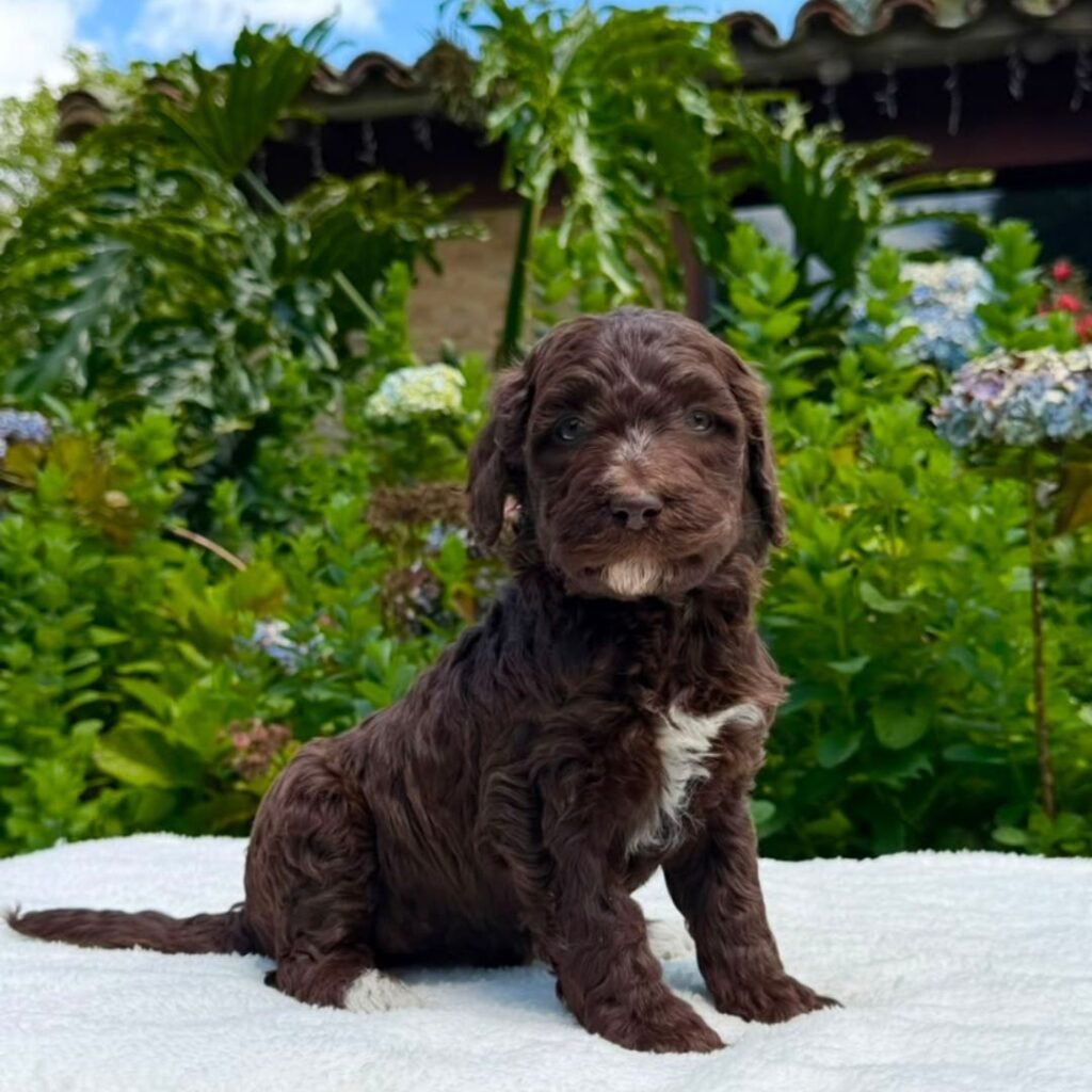 Cachorros Goldendoodle standart Colombian Puppies (16)