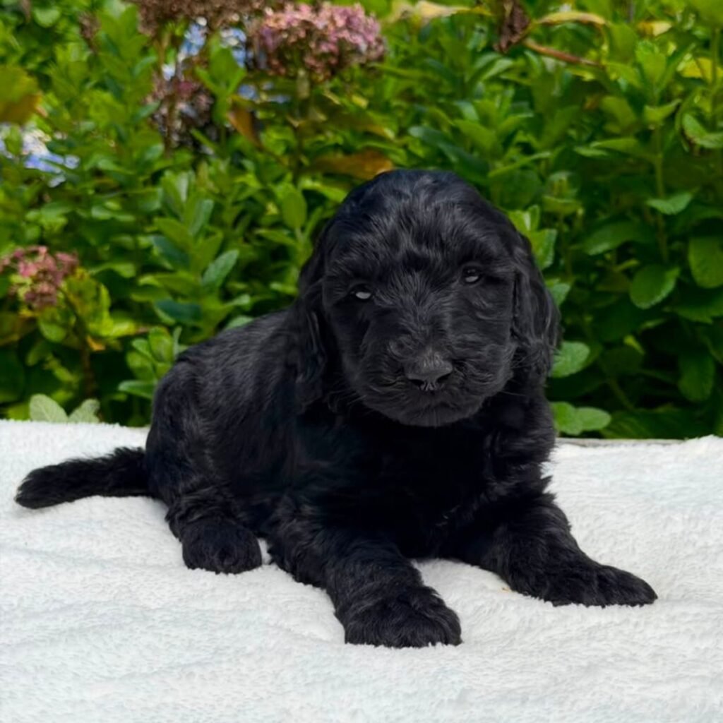 Cachorros Goldendoodle standart Colombian Puppies (17)
