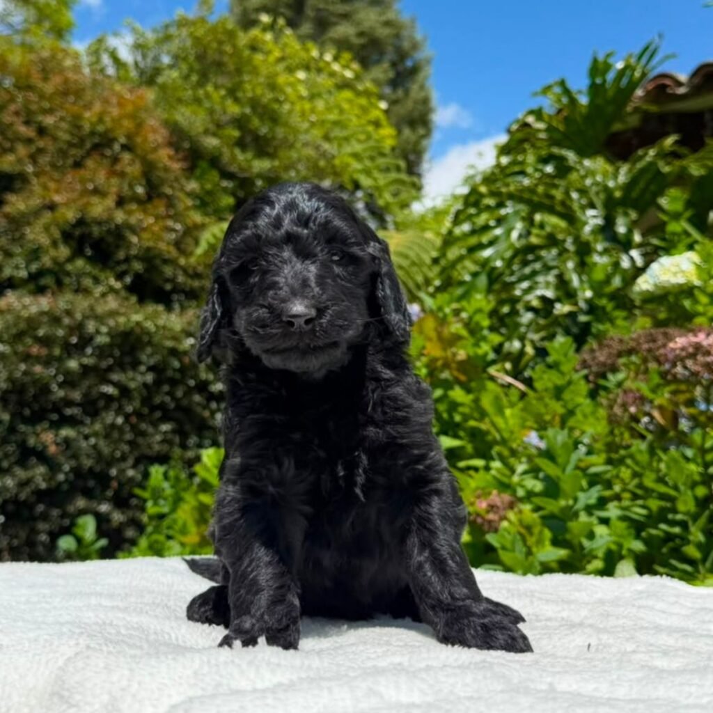 Cachorros Goldendoodle standart Colombian Puppies (18)