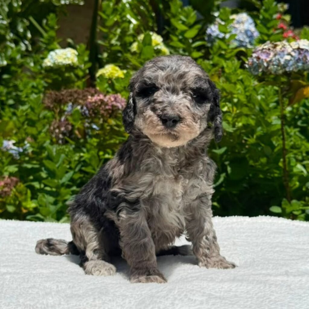 Cachorros Goldendoodle standart Colombian Puppies (23)
