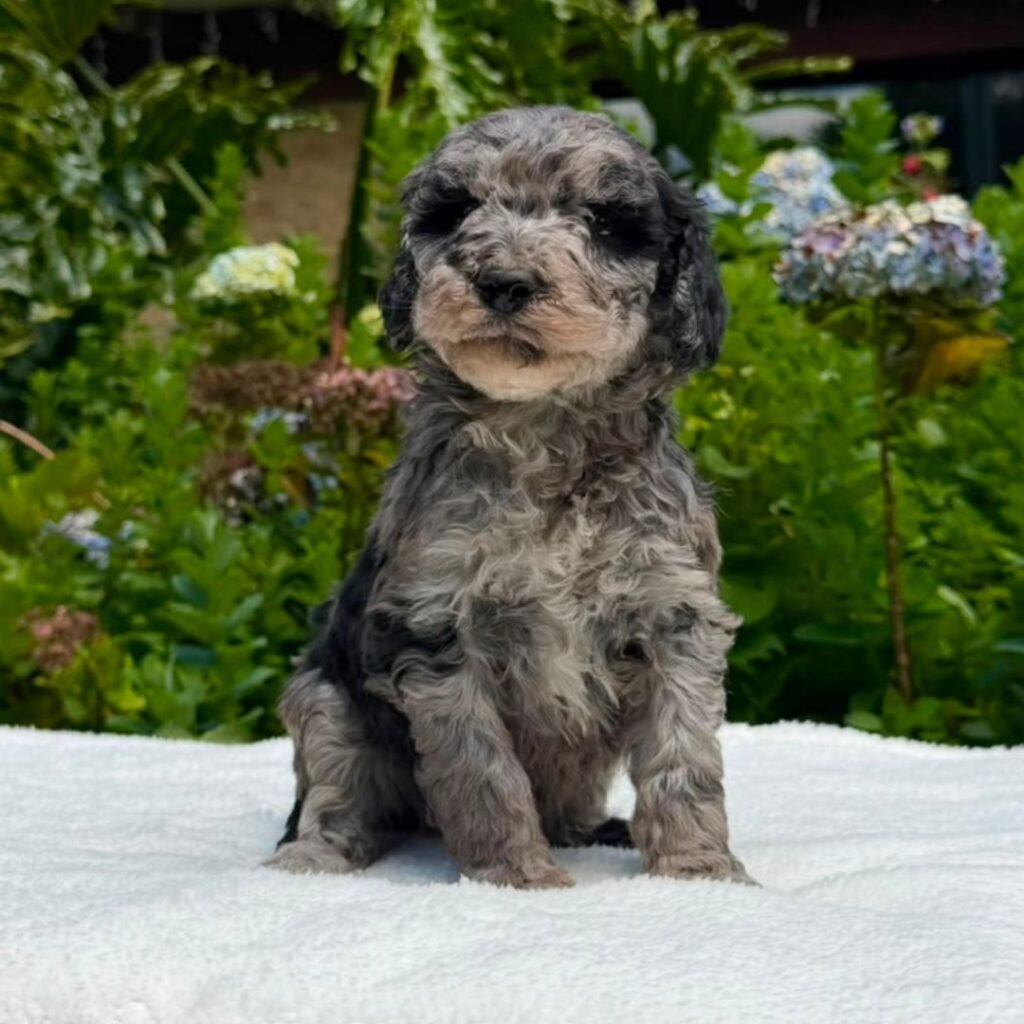Cachorros Goldendoodle standart Colombian Puppies (24)