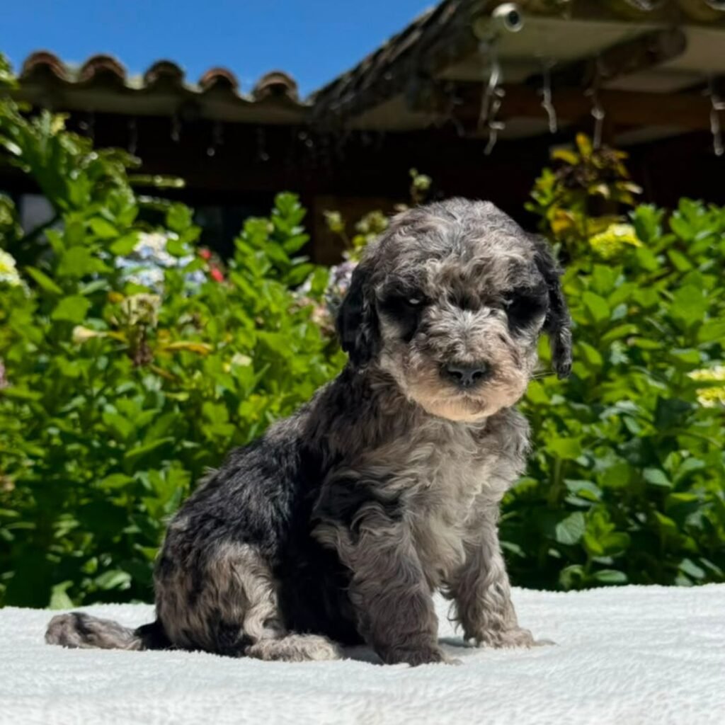 Cachorros Goldendoodle standart Colombian Puppies (26)
