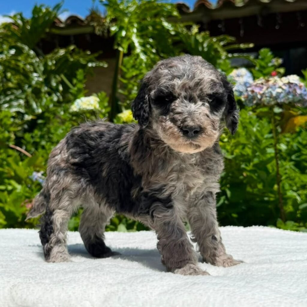 Cachorros Goldendoodle standart Colombian Puppies (27)