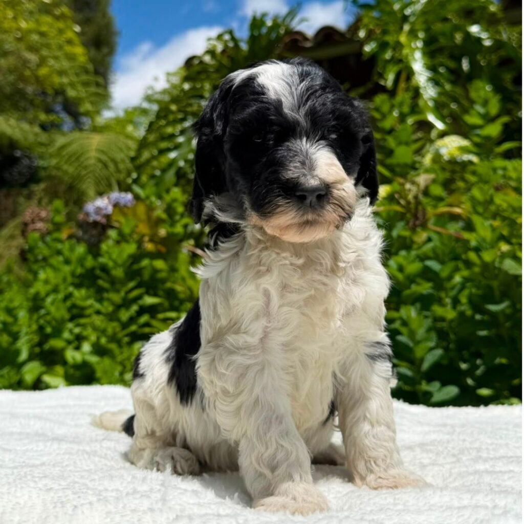 Cachorros Goldendoodle standart Colombian Puppies (6)