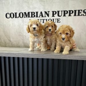 Maltipoo Camada 01