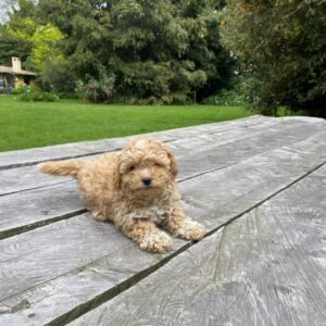 Maltipoo hembra 01