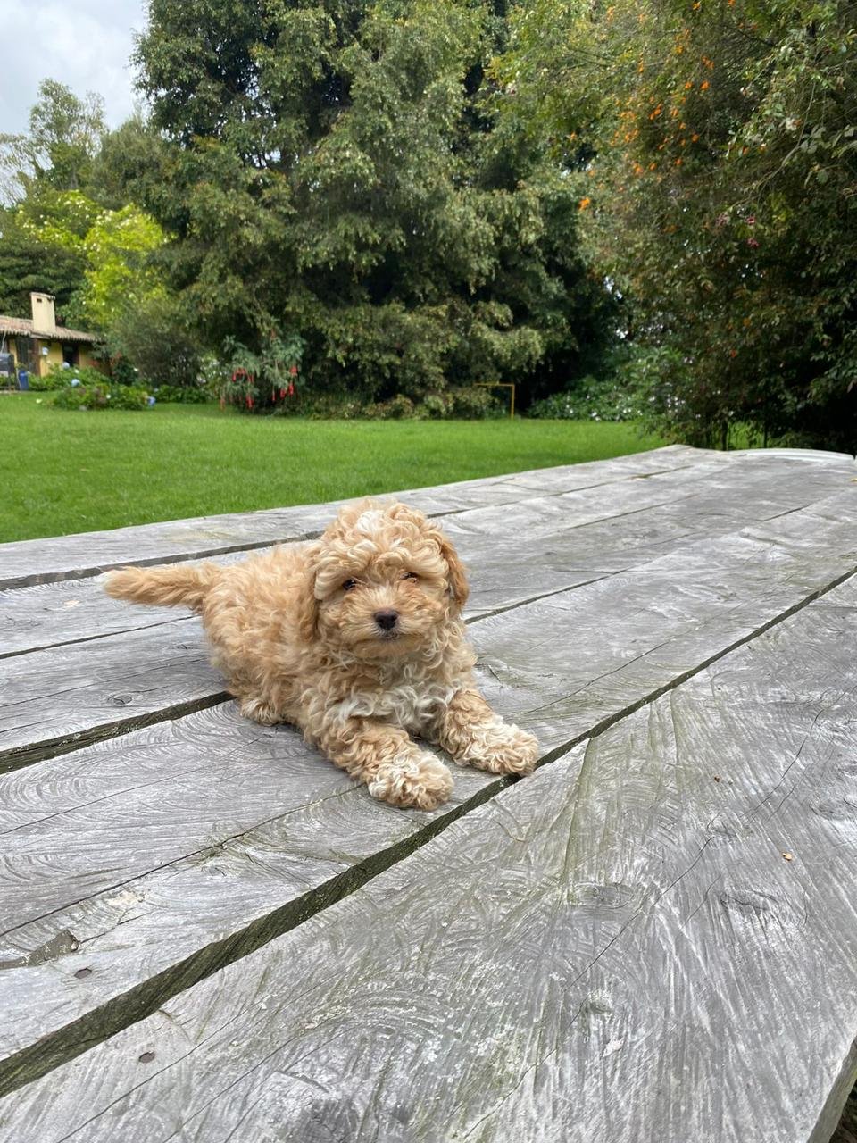Maltipoo hembra 01